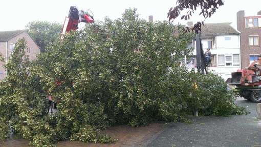 bomen rooien 